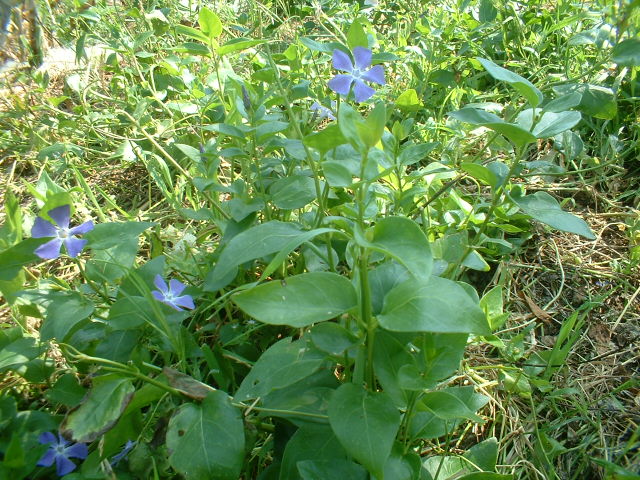 Da determinare - Vinca sp.